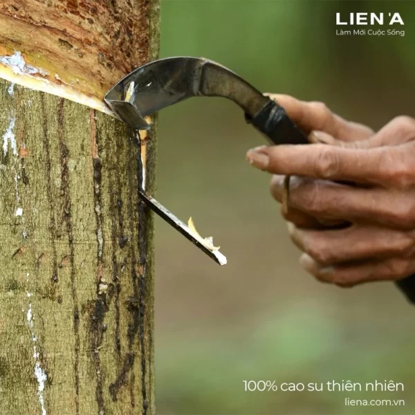 Đệm cao su Liên Á than hoạt tính Ladome Grey-10